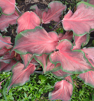 Fl Red Ruffles